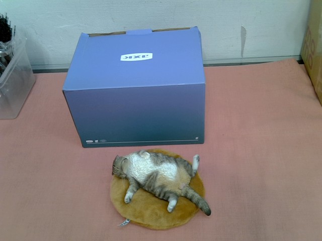 圖片載入錯誤